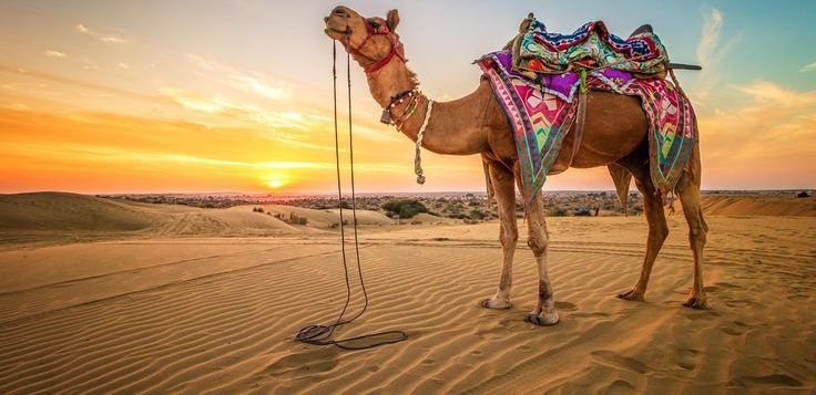 The Role of Camels in UAE History and Why Races Still Matter Today